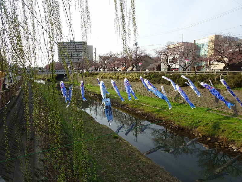 No.205 鳥取にも東北震災の青い鯉（こい）のぼりプロジェクト