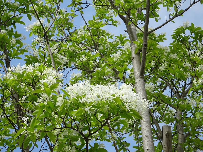 No.207 花の木の名前が判明しました