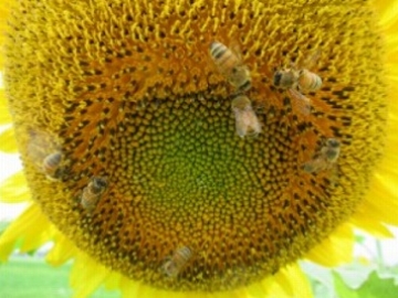 31